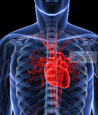 Ku qëndron dallimi mes zemrës së mashkullit dhe femrës ?