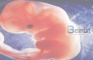 Fjala e profetit Muhamed alejhi selam se si krijohet njeriu