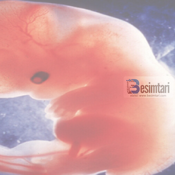 Fjala e profetit Muhamed alejhi selam se si krijohet njeriu