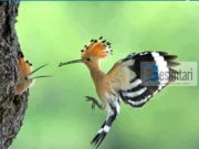 Çfar cilësi ka Zogu Hud-hud (pupëza) – përmendet në KUR’AN