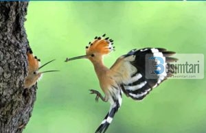 Çfar cilësi ka Zogu Hud-hud (pupëza) – përmendet në KUR’AN