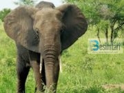 Gjashtë të verbrit dhe elefanti