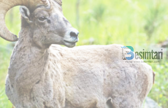 Ku përfundojnë shpirtrat e kafshëve dhe shpendëve pas ngordhjes së tyre? A është meleku i vdekjes ai që merr shpirtrat e tyre?