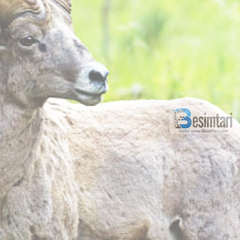 Ku përfundojnë shpirtrat e kafshëve dhe shpendëve pas ngordhjes së tyre? A është meleku i vdekjes ai që merr shpirtrat e tyre?