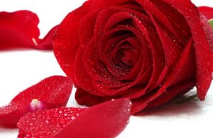 Një lidhje bashkëshortore mund të jetojë edhe pa dashurinë