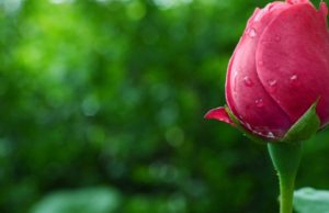 Ademi Alejhi Selam dhe qetësia shpirtërore