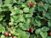 Luleshtrydhja e Egër-Fruti alpin magjik për organizmin