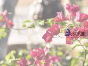 Ja përse Allahu i ka dërguar Profetët?