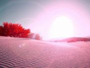 NË KËRKIM TË LUMTURISË | Mjeksia Islame