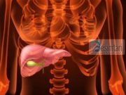 Laboratori gjigand në trupin e njeriut. Mrekulli nga Allahu