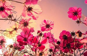 ÇFARË MIKU DO TË ZGJEDHËSH?