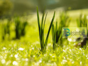 PËRPARA SE TË ZGJEDHËSH SHOKUN (SHOQEN) E JETËS