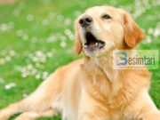 Pse leh qeni në momentin kur thërritet ezani?