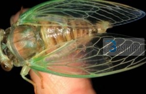 Mrekullia shkencore në krahun e mizës