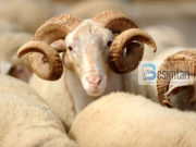 A lejohet therja e kafshëve në themelet e shtëpive?