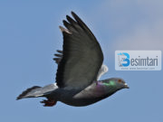 Historia interesante e besimtarit, i cili pa nje pëllumb duke ndihmuar pellumbin tjeter dhe mendoi se i ndryshoi jeta!