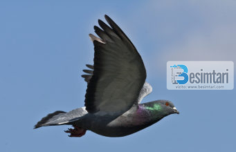 Historia interesante e besimtarit, i cili pa nje pëllumb duke ndihmuar pellumbin tjeter dhe mendoi se i ndryshoi jeta!