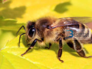 Argumentet e Allahut te bleta