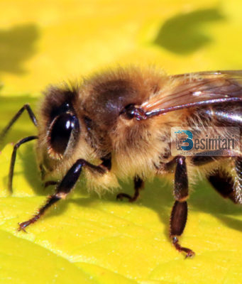 Argumentet e Allahut te bleta