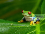 Bretkosat dhe tërmeti