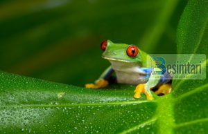 Bretkosat dhe tërmeti