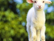 Begatite qe gjenden tek delja