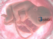 Si i vjen furnizimi foshnjës në barkun e nënës