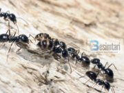 Pejgamberi dhe foleja e milingonave