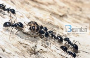 Pejgamberi dhe foleja e milingonave