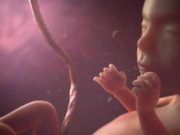 MBESHTJELLJA E MUSKUJVE RRETH KOCKAVE