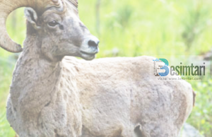 Ti japësh një kafshe ujë ka shpërblim të madhë