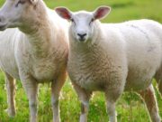 Kafshata e dhënë të shpëton jetën