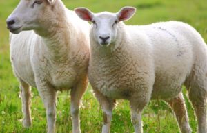 Sa kurbane t’i therë nëse më lind vajzë apo djalë ? (Cka duhet të bëj ? )