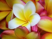 Tregimi i burrit që nga turpi nuk mund ta shikonte gruan e tij në sy