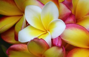 Tregimi i burrit që nga turpi nuk mund ta shikonte gruan e tij në sy