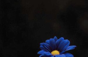 Si u bera prostitute – HISTORI E VERTETE