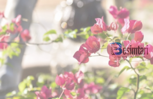 17 ateistët dhe Imam Shafiu