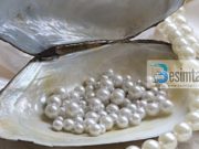 Margaritarë të urtësisë