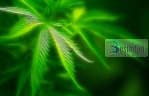 Marijuana & Kanabis – Efektet e dëmshme të menjëhershme