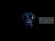 Pse leh qeni në momentin kur thërritet ezani?