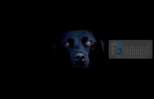 Pse leh qeni në momentin kur thërritet ezani?