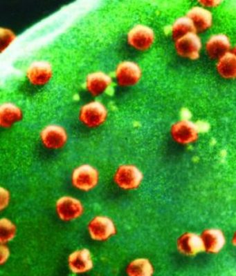 Allahu i Lartësuar për çdo sëmundje ka zbritur ilaçin e saj!