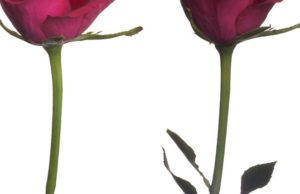 Të qenurit tipa të ndryshëm personaliteti, shkakton shumë probleme midis bashkëshortëve