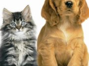 O plako! A nuk zure mend dy herët e para, që kërkon ta shpëtosh për të tretën?