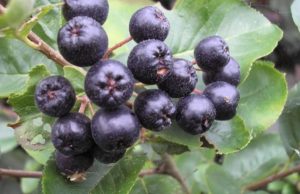 Provoje sot aroninë, bëj diçka për shëndetin tuaj!