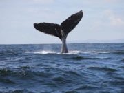 Përse mëlçia e Balenës është ushqimi i parë i banorëve të Xhenetit