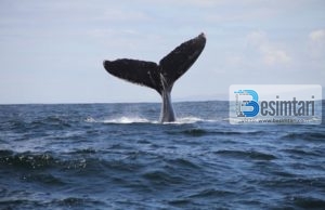 Përse mëlçia e Balenës është ushqimi i parë i banorëve të Xhenetit