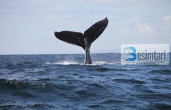 Përse mëlçia e Balenës është ushqimi i parë i banorëve të Xhenetit