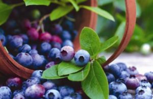 Boronica dhe dobite e saj