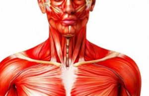 Efekti i pabesueshëm që pijet energjike kanë në trupin tonë